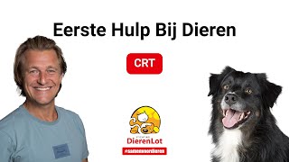 Hoe kun je CRT uitvoeren bij je hond?