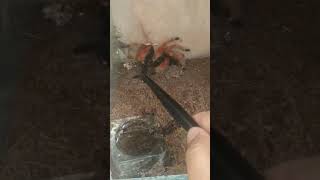 Brachypelma boehmei (Mexican Fireleg Tarantula) 🪳 FEEDING 1 🎬#tarantula #tarantulafeeding