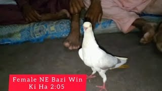 Famala NE Bazi Win Ki Ha 2:05 |M Asad Birbs| #MAsadBirds #Kabutar #Pigeon #BaziWin