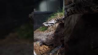 Repti Planet terrarium - Montivipera albizona