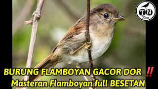 Burung flamboyan gacor dorr !! Masteran flamboyan full besetan #flamboyangacor