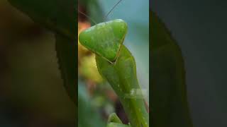 ¿Las Mantis tienen 5 ojos? 😮🤯 #shorts #mantis #curiosidades #tiktoks #historias