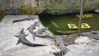 CROCODILES FARM AND ZOO KUCHING SARAWAK