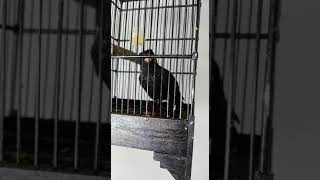 burung langka / jarang di pelihara #shorts #challenge