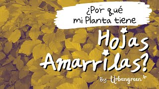 ¿Hojas AMARILLAS en tus plantas? 🍂 evita que tu planta MUERA ⚠️ con estos TRUCOS✅