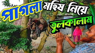 পাগলা মহিষ এর নাকে রশি লাগানো নিয়ে যুদ্ধ || দেশি মহিষ এর পাগলামি || Purbasha Agro