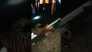 Tiger death and end of the tiger species# tiger#