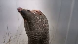 Saving injured pangolin and giving them a second chance at life | Animal rescue compilation