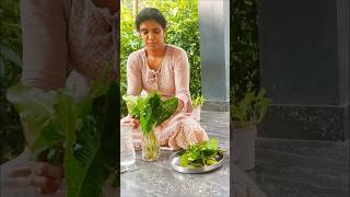 പോസിറ്റീവ് എനെർജി കിട്ടാൻ #minivlog#trending #shortvideo #viralvideos |@kitchenupdatesbyjisha4606