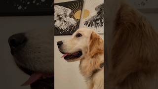 Czy Golden Retriever to ANIOŁ w psim futrze? ANIOŁ w przebraniu?