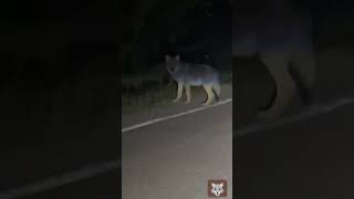 Встретился 🐺 волк на дороге