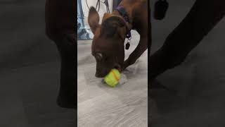 Puppy Tries to Bite Both Balls