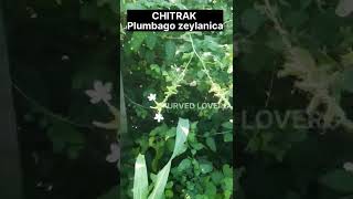 Chitrak - plumbago zeylanica #medicinalplant #medicinalherbs #ayurveda