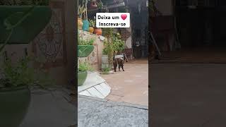 #boanoiteee #mensagem #amor #bomdia #natal #fe #viralvideo #cat #adoteumgato #adote