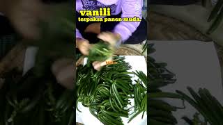 vanili ku terpaksa panen muda. #vaniliindonesia  #petanikeren  #shortsvideo