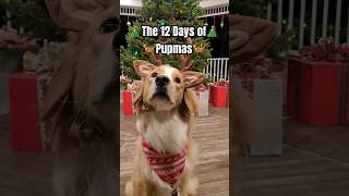 Do YOU know the 12 DAYS OF PUPmas?! #dogmas #12daysofchristmas #funnydogs #happyholidays #cutedog