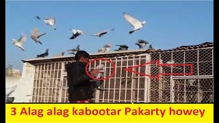 3 Awesome Pigeons Catching collection || Best pigeons Trap Working.