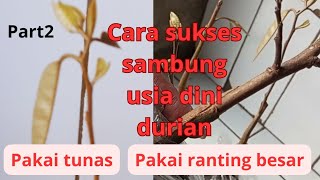 part2 terbongkar!! cara sambung usia dini pakai ranting durian!! hasil sambung pucuk usia dini