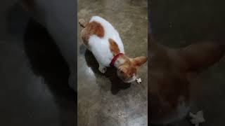 KUCING LUCU 04 #shortvideo #shorts #short #kucinglucu