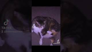 #cat #fullsong #songs #music #muscial #cats #animals