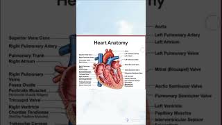 Anatomy of the Heart: Structures & Blood Flow [Cardiology Made Easy] #anatomy#viralshort