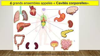 Vidéo 1ST2S Les cavités corporelles