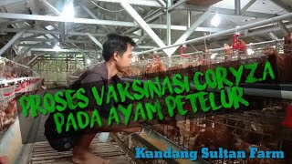 Vaksin coryza pada ayam petelur umur 14 minggu