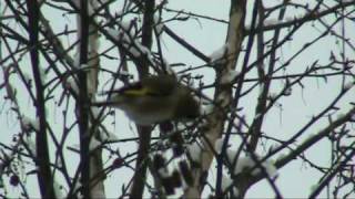 Liščki (Goldfinches) 15 1 2009 I.