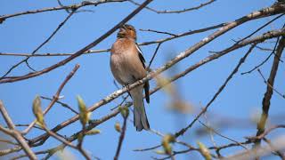 Buchfink chaffinch Gesang birdsong Schwarzes Moor Rhön Hessen Fringilla coelebs _ Vogelbeobachtung