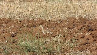 Incontri d'estate : Occhione / Burhinus oedicnemus