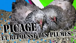 Résultat pâtée hyper protéinée sur mes poules Brahma Perdrix, solution aux problèmes de picages !!