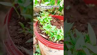 part2 hasl umur 12 hari cara simpel pembibitan#berkebun #berkebundirumah #pertanian