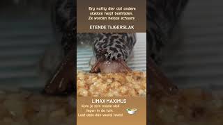 Limax Maximus aan het eten