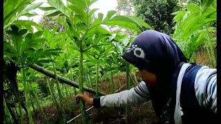 Review Tanaman porang , petani desa