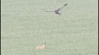 Feldhase und Rohrweihe Ende März 2021, marsh harrier