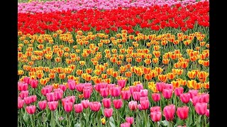 Tulip Garden ||Shikara Ride|| Sunday Market || Srinagar Vlog||April || Travel Vlog || Nature Vlog ||