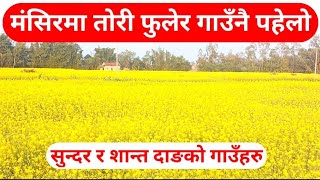 Beautiful Peaceful Village of Dang Valley || Beautiful Mustard Field || Dang Valley ||