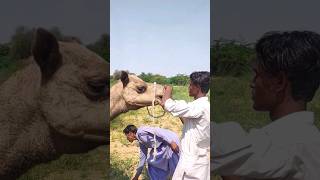 رجل يربط حبلا في أنف جمله;Camel video 🐪❤️#camelride