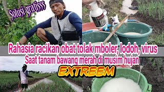 tutorial tanam bawang merah, racikan pencegah penyakit mboler dan lodoh di musim hujan extreem