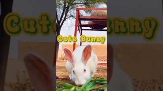 Cute Bunny | Cute Rabbit video | #bunnies