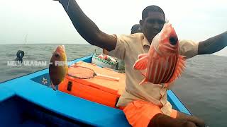 USING LIVE PRAWN BAITS//FISHING IN THE SEA