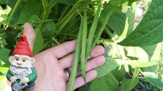 When and How to Harvest Green Beans (Bush Beans, and Pole Beans)