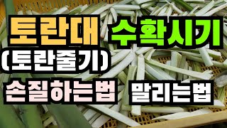 토란대수확시기, 토란대 말리는법, 토란대손질법, 토란대나물만드는법,  토란대수확시기, 토란수확시기,  토란줄기손질법, 토란줄기말리는법, 토란대요리,Taro-large harvest