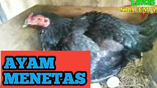 SUARA INDUK AYAM SETELAH MENETAS