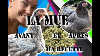 Mes poules perdent leur plumes comment les aider lors de la mue ?