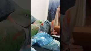 Funny And Smart Parrots #shorts #talkingparrot