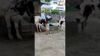 cow videos🥰meri gaiya poem 😍#shorts #shortsvideo #youtubeshorts #trendingshorts #viral #ayaankatal