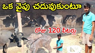 చదువుతూ డైరీ ఫార్మ్ young farmer harshavardhan rao dairy farm @MalleshAdla