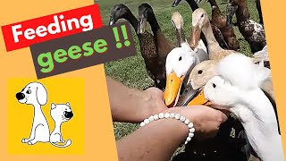 Feeding Geese! Feeding a huge group of Geese #shorts