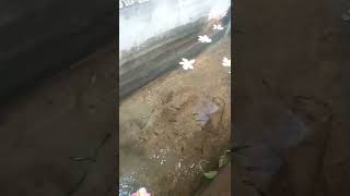 coba kasih bunga kamboja buat kolam ikan guppy, ikan golden black dan ikan molly